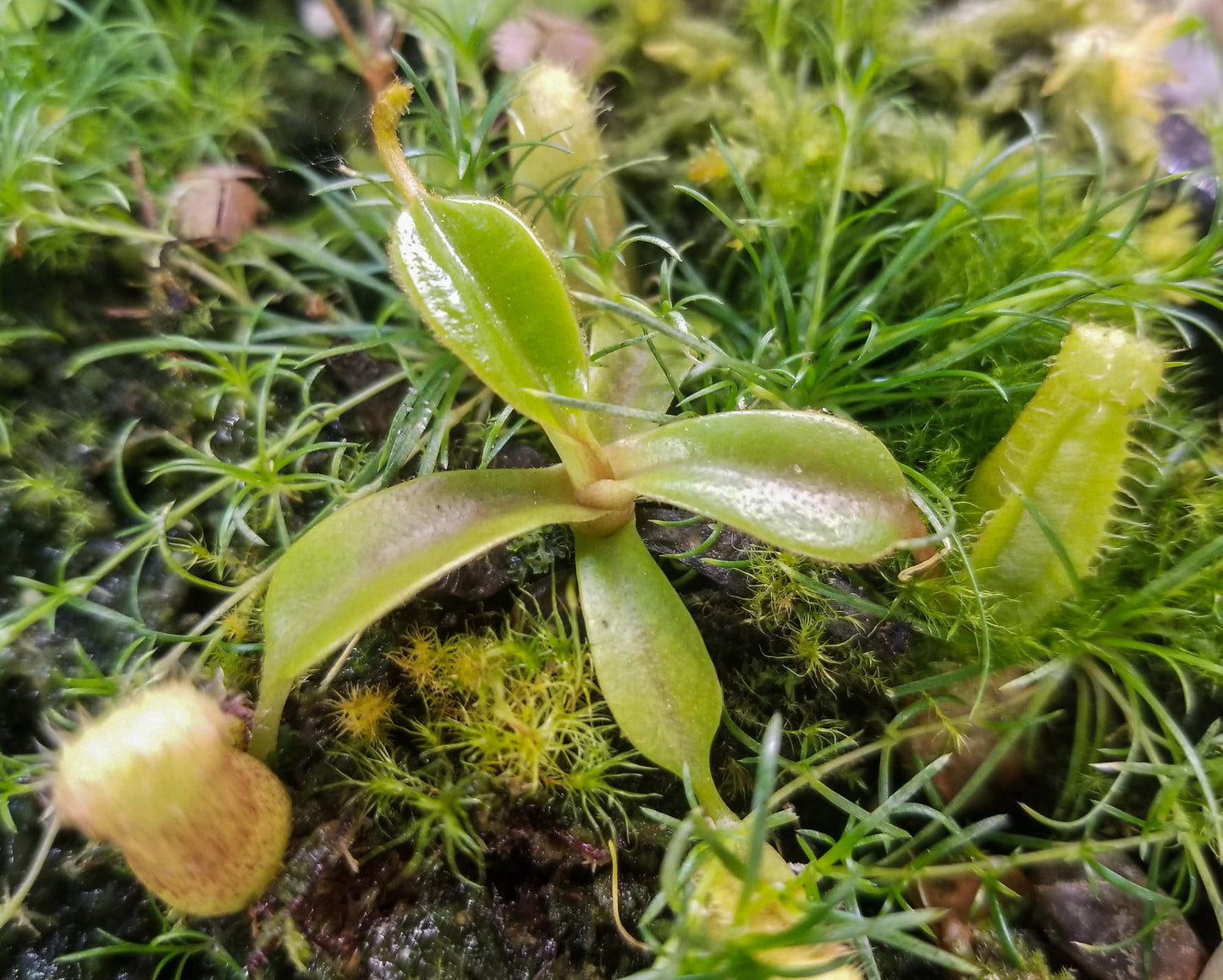 Nepenthes (spectabilis x lowii) x edwardsiana, CAR-0100