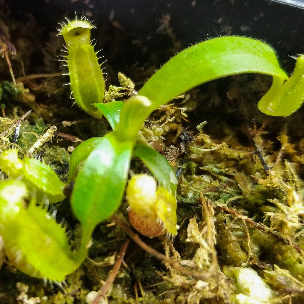 
                      
                        Nepenthes (spectabilis x lowii) x edwardsiana, CAR-0100
                      
                    