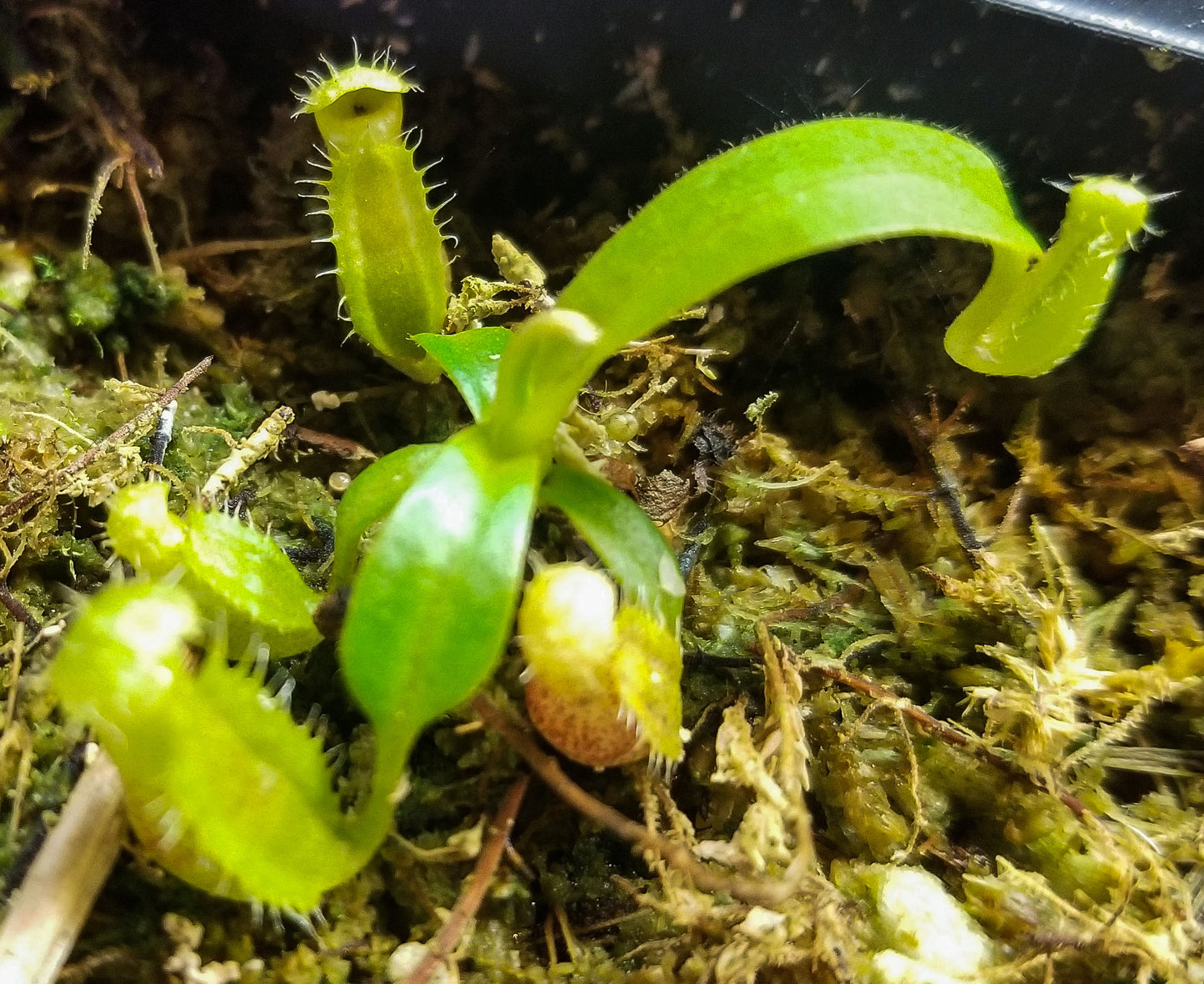 Nepenthes (spectabilis x lowii) x edwardsiana, CAR-0100