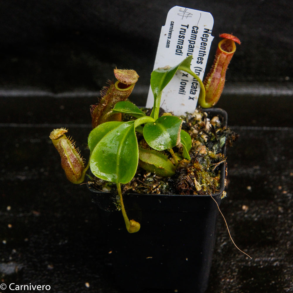
                      
                        Nepenthes (truncata x campanulata) x lowii, CAR-0099
                      
                    