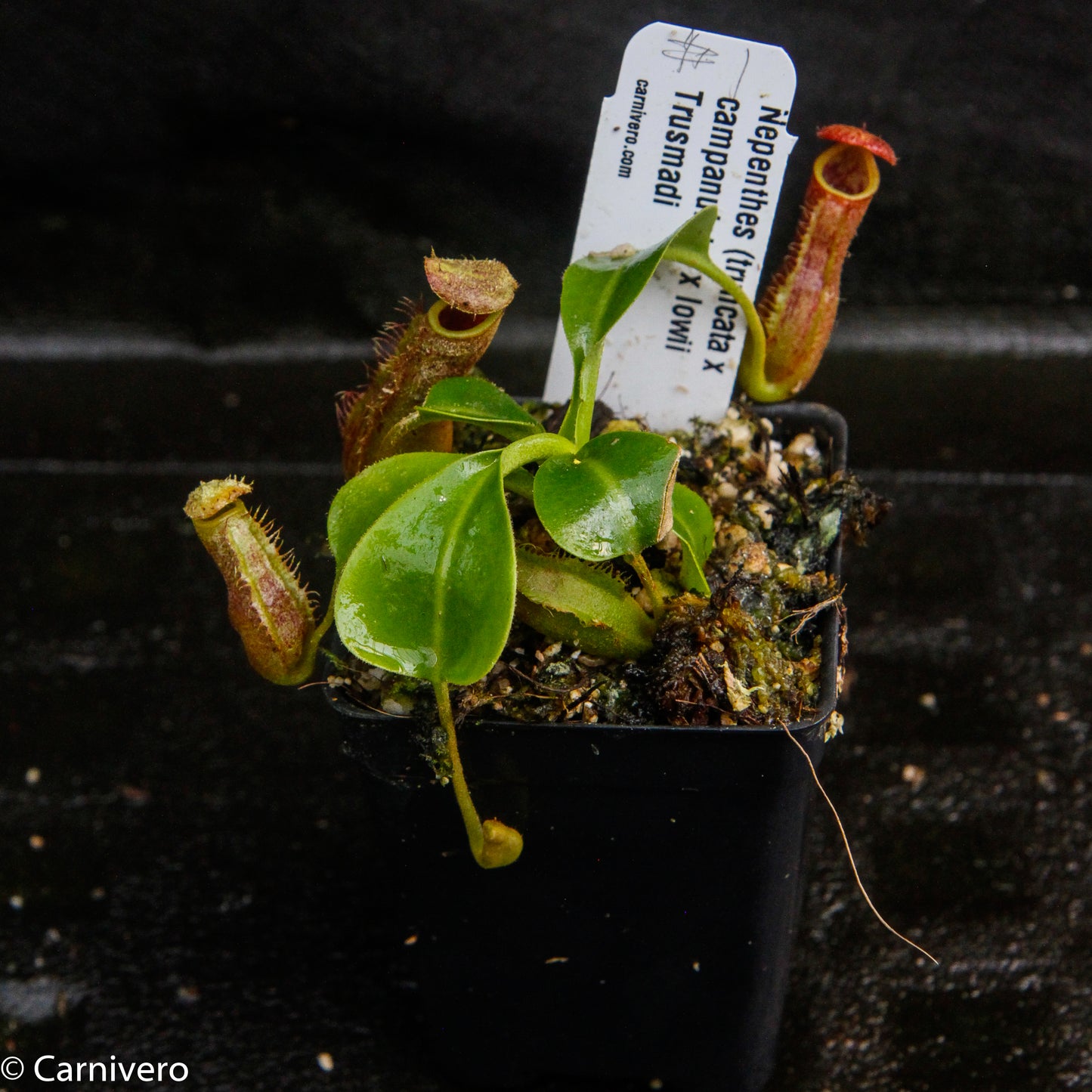 Nepenthes (truncata x campanulata) x lowii, CAR-0099