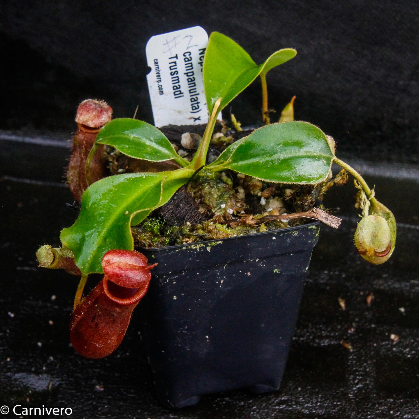 Nepenthes (truncata x campanulata) x lowii, CAR-0099