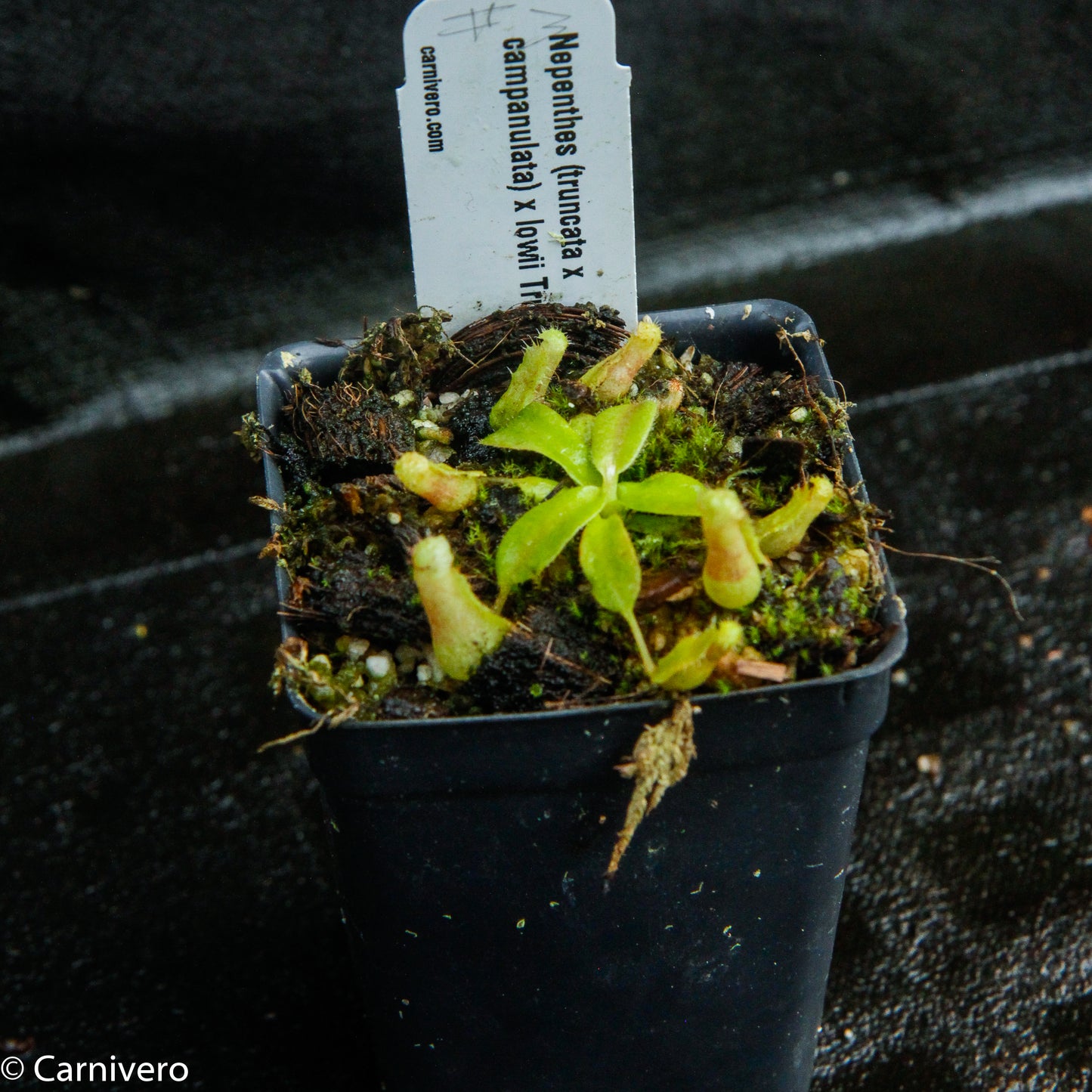 Nepenthes (truncata x campanulata) x lowii, CAR-0099
