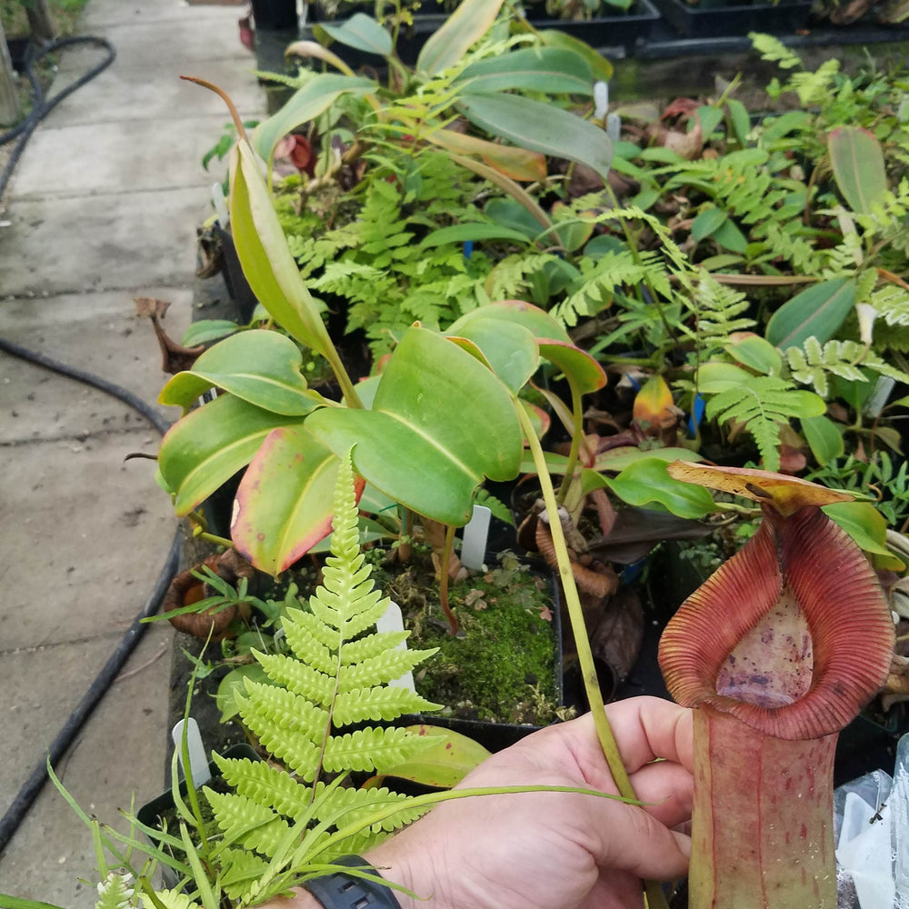 
                      
                        Nepenthes truncata x (sibuyanensis x Trusmadiensis), specimen #1
                      
                    
