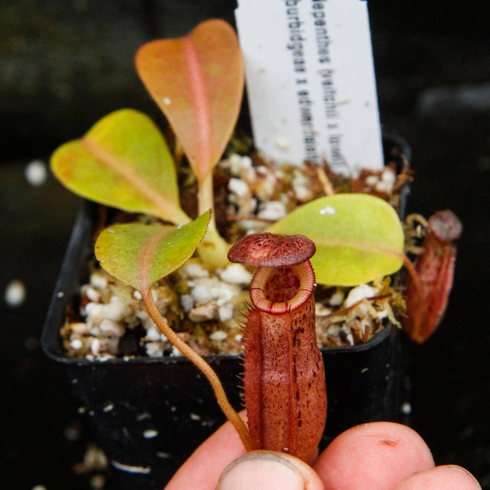 
                      
                        Nepenthes (veitchii x lowii) x (burbidgeae x edwardsiana)
                      
                    