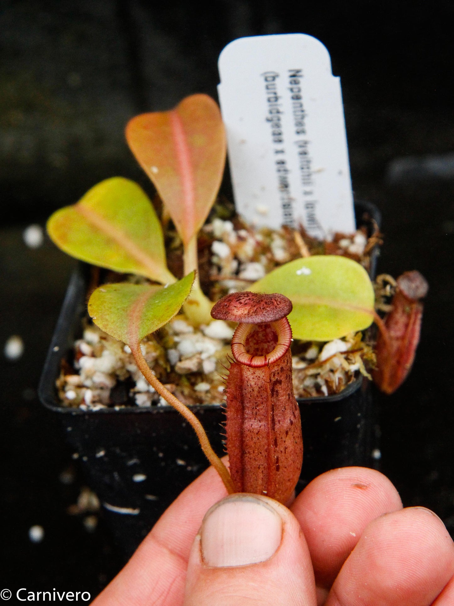 Nepenthes (veitchii x lowii) x (burbidgeae x edwardsiana)