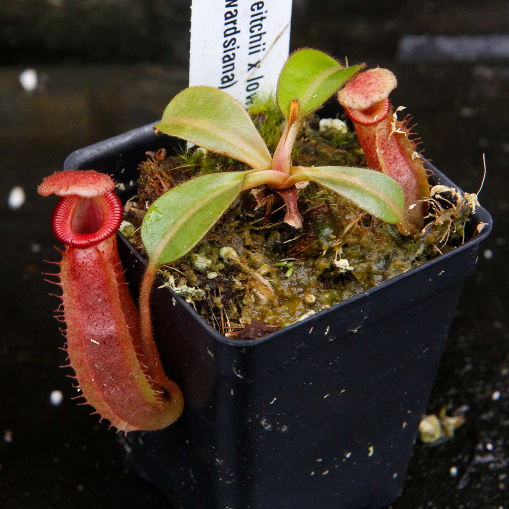 
                      
                        Nepenthes (veitchii x lowii) x (burbidgeae x edwardsiana)
                      
                    