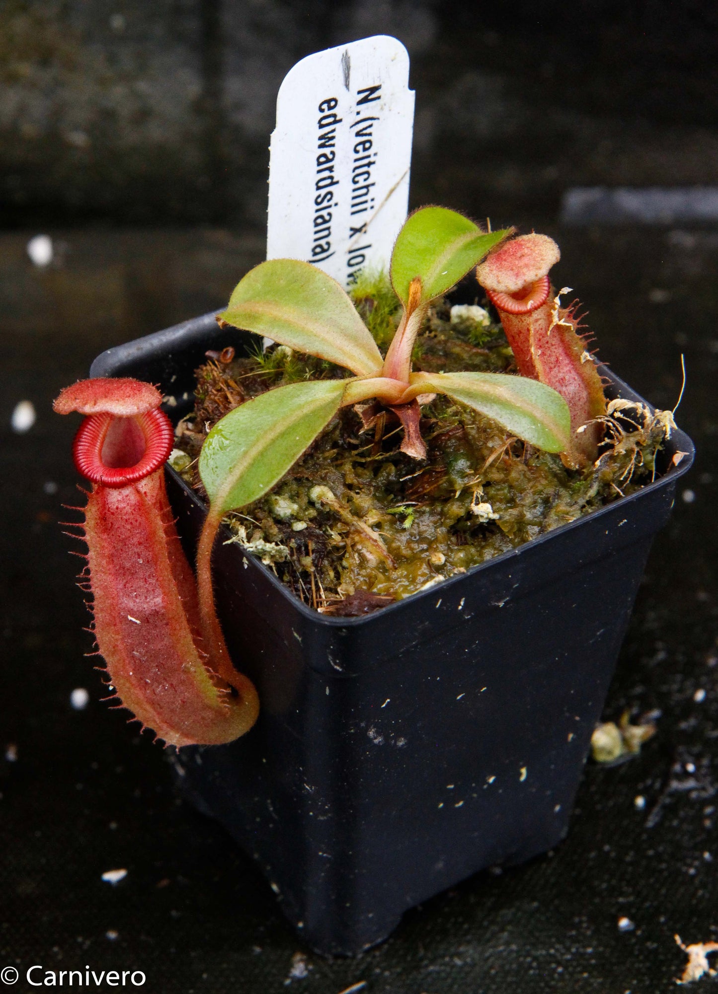 Nepenthes (veitchii x lowii) x (burbidgeae x edwardsiana)