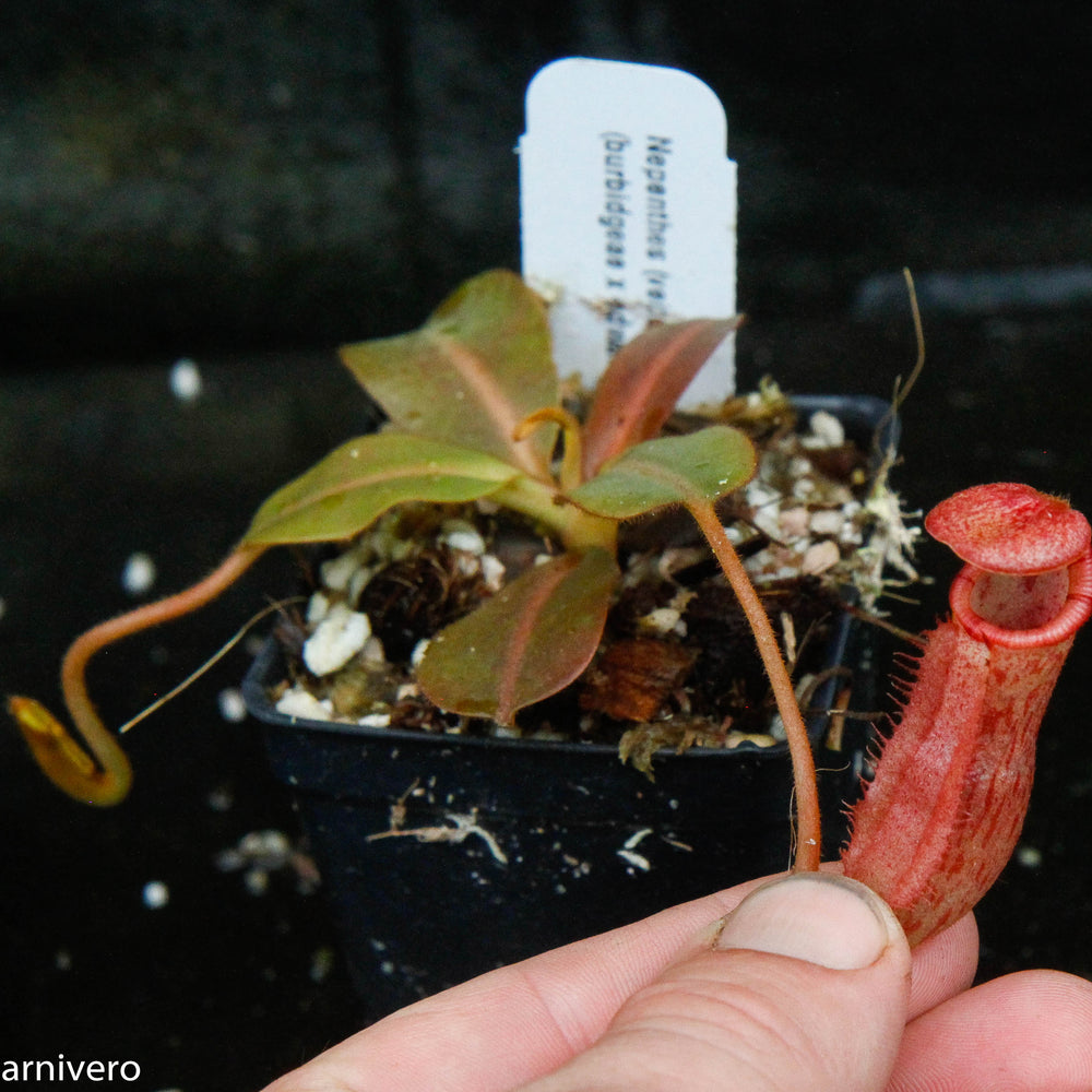 
                      
                        Nepenthes (veitchii x lowii) x (burbidgeae x edwardsiana)
                      
                    