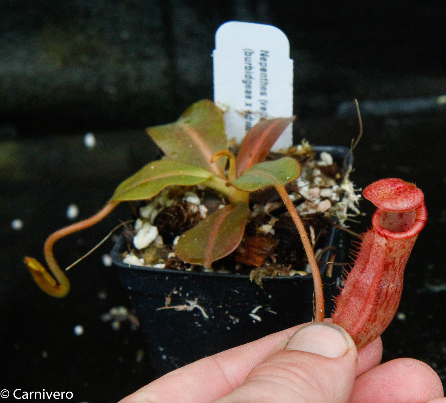 Nepenthes (veitchii x lowii) x (burbidgeae x edwardsiana)