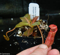 Nepenthes (veitchii x lowii) x (burbidgeae x edwardsiana)