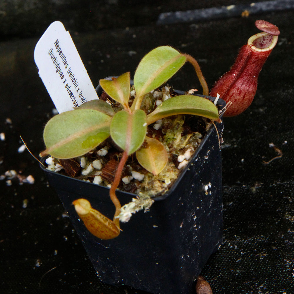 
                      
                        Nepenthes (veitchii x lowii) x (burbidgeae x edwardsiana)
                      
                    