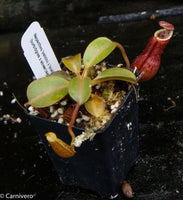Nepenthes (veitchii x lowii) x (burbidgeae x edwardsiana)