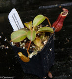 Nepenthes (veitchii x lowii) x (burbidgeae x edwardsiana)