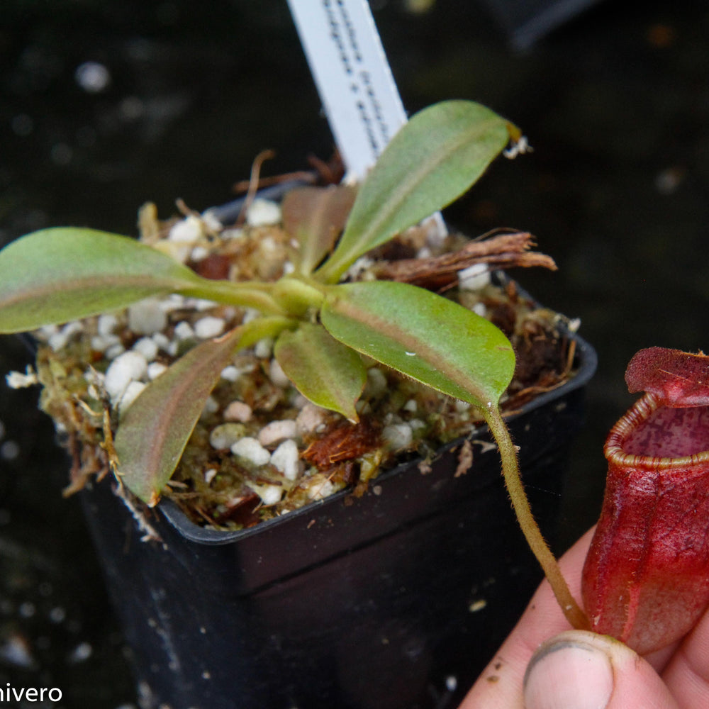 
                      
                        Nepenthes (veitchii x lowii) x (burbidgeae x edwardsiana)
                      
                    
