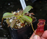 Nepenthes (veitchii x lowii) x (burbidgeae x edwardsiana)