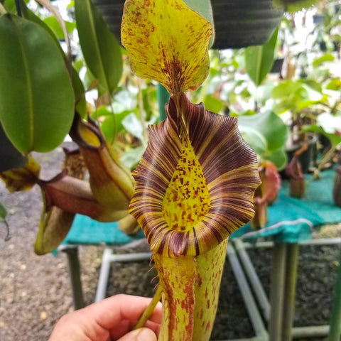 Nepenthes veitchii x lowii x platychila BE-3920 with a tall yellow pitcher and red speckles