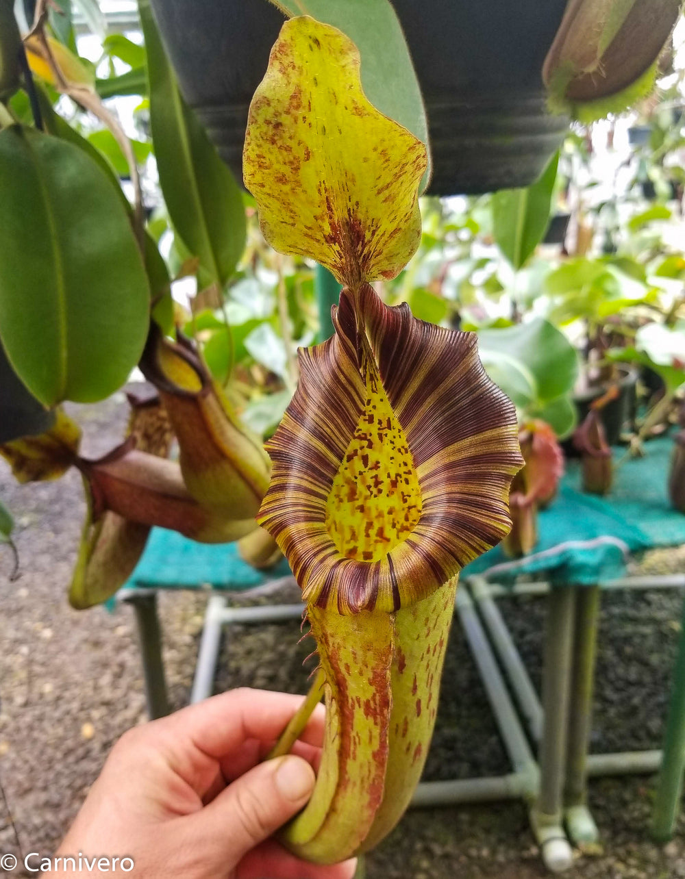 Nepenthes (veitchii x lowii) x platychila, BE-3920