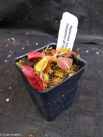 Nepenthes (veitchii x lowii) x robcantleyi, BE-3841