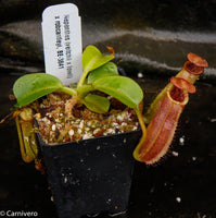 Nepenthes (veitchii x lowii) x robcantleyi, BE-3841