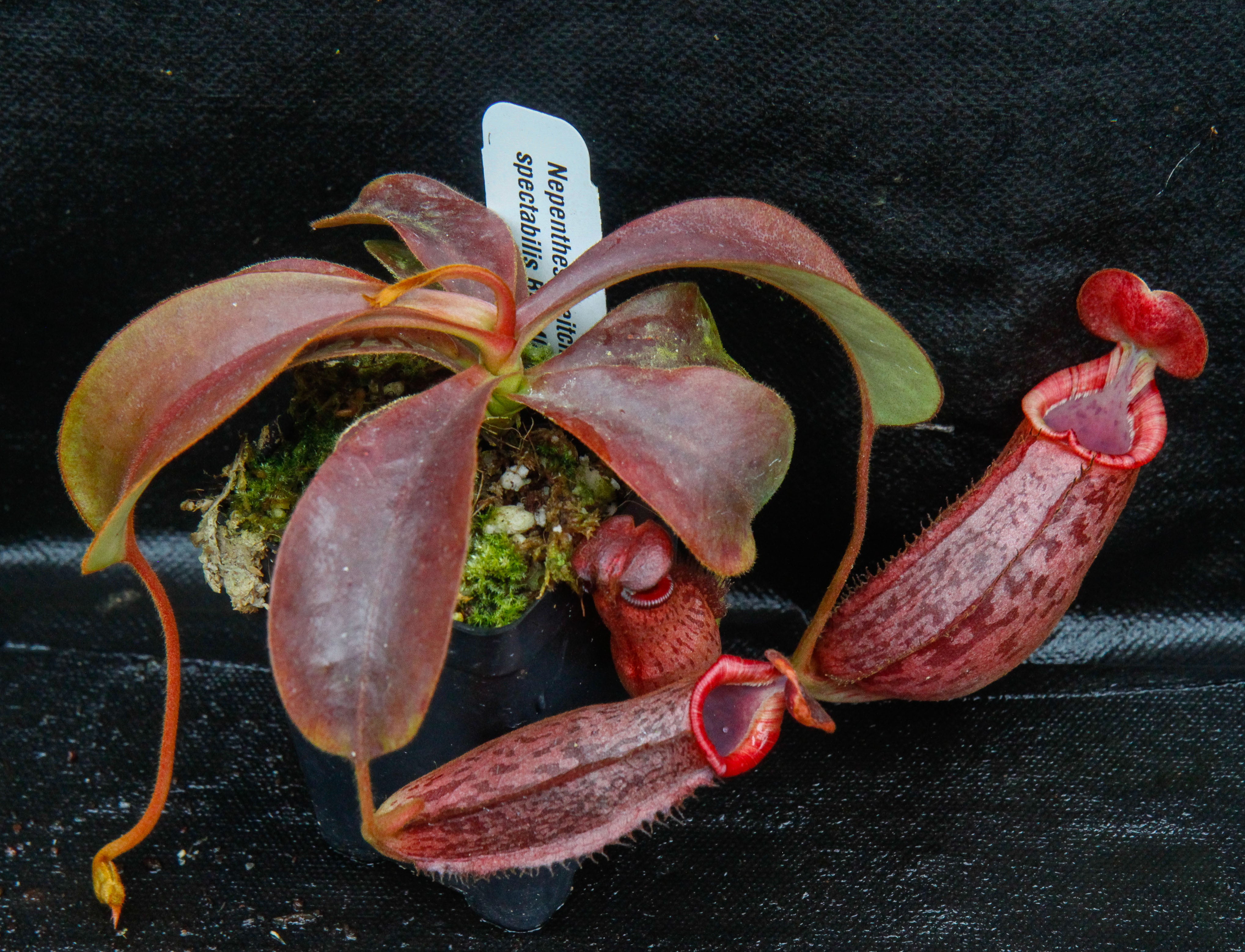 Nepenthes (veitchii x lowii) x spectabilis, BE-3400 – Carnivero