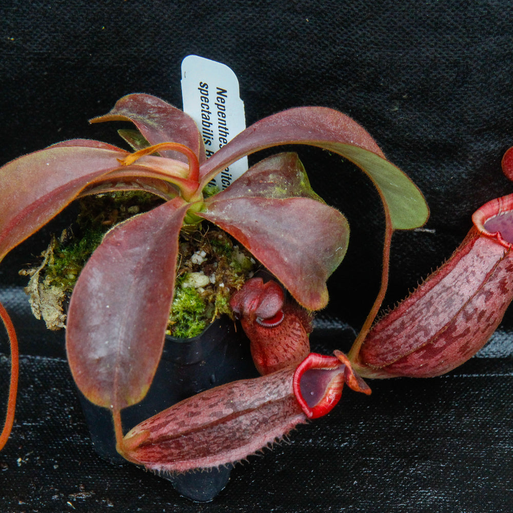 
                      
                        Nepenthes (veitchii x lowii) x spectabilis, BE-3400
                      
                    