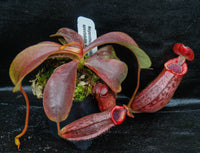 Nepenthes (veitchii x lowii) x spectabilis, BE-3400