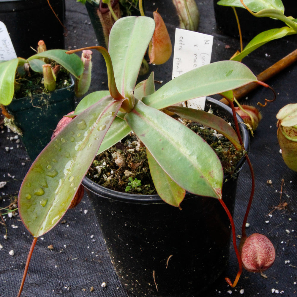 Nepenthes (ventricosa x sibuyanensis) x macfarlanei