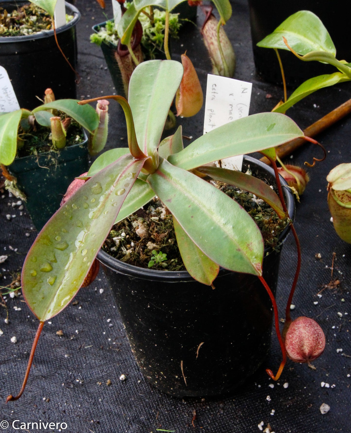 Nepenthes (ventricosa x sibuyanensis) x macfarlanei