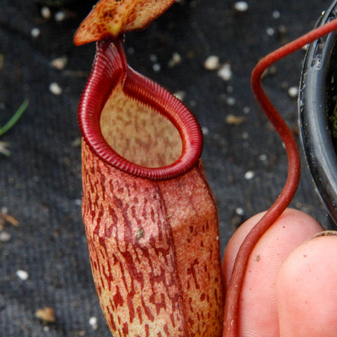 Close-up of a Nepenthes pitcher plant showing a red mottled pitcher and orange spotted lid held by fingers
