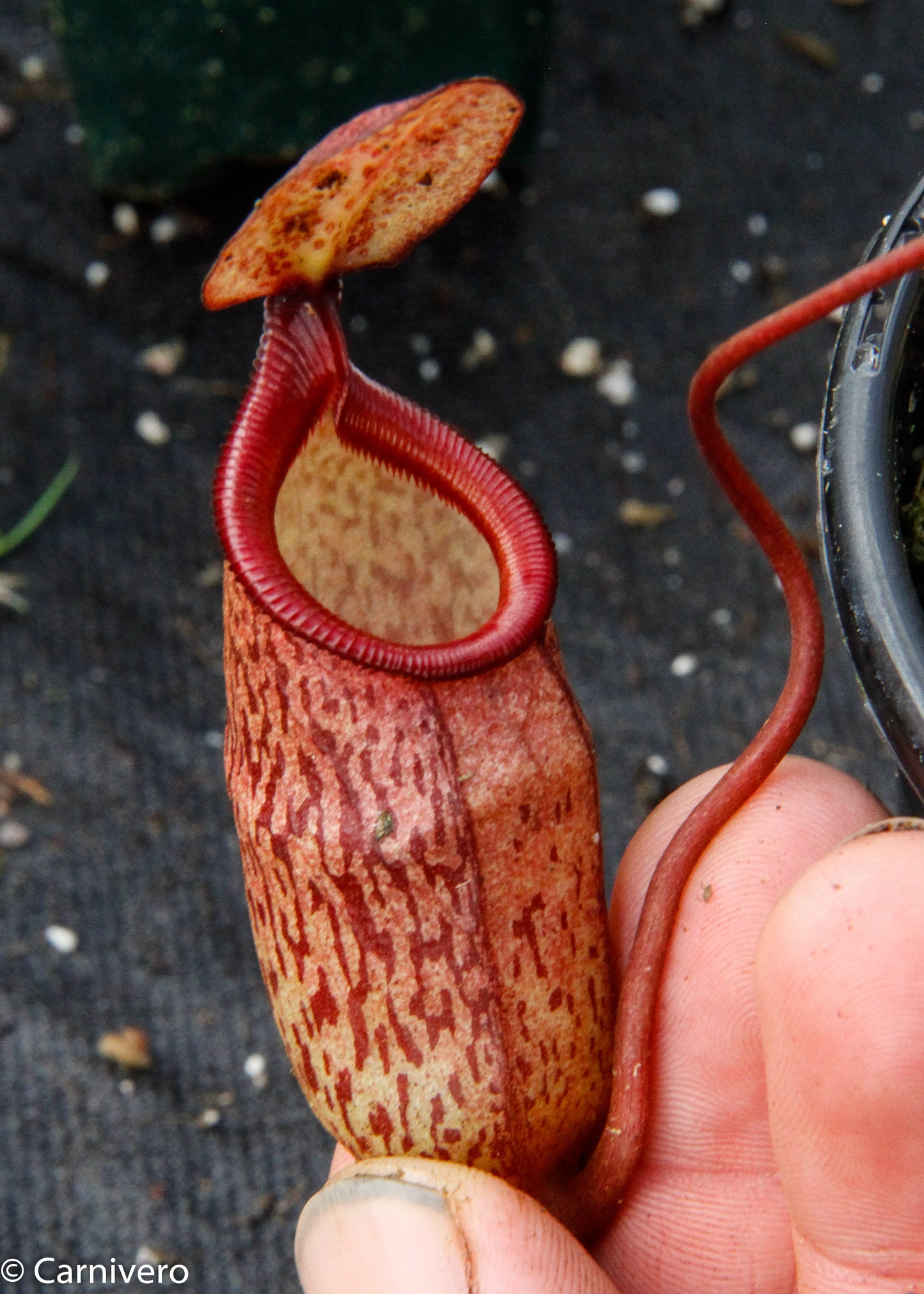 Nepenthes (ventricosa x sibuyanensis) x macfarlanei