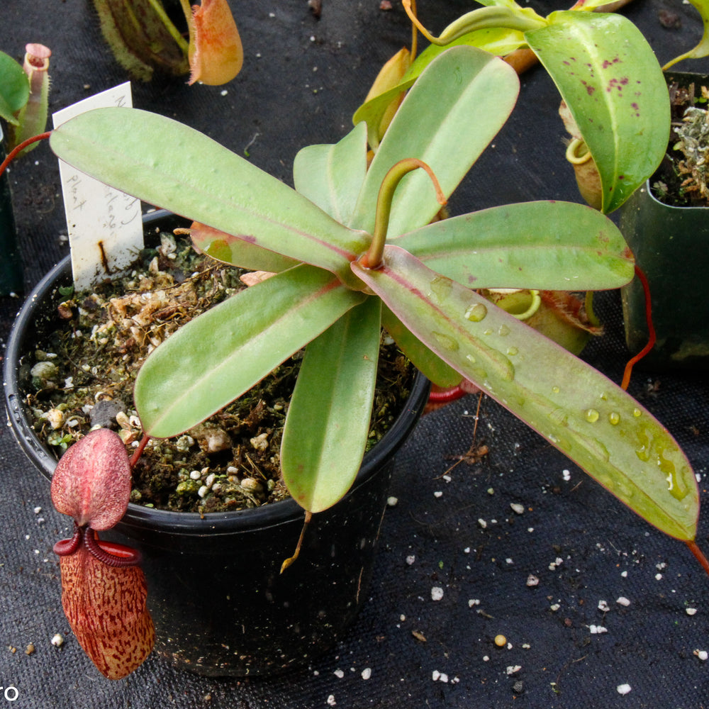 
                      
                        Nepenthes (ventricosa x sibuyanensis) x macfarlanei
                      
                    