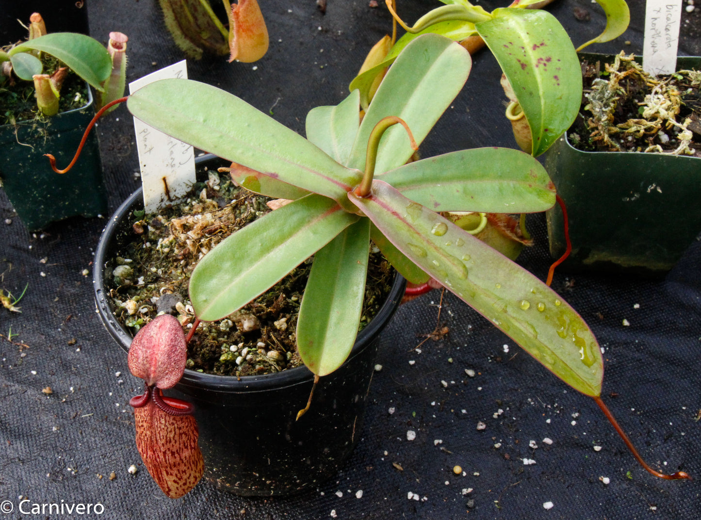 Nepenthes (ventricosa x sibuyanensis) x macfarlanei