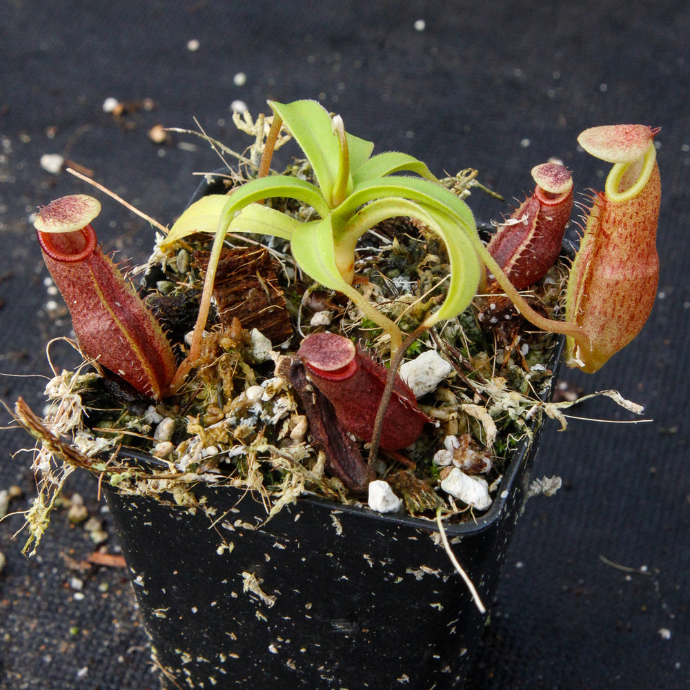 Nepenthes bongso, BE-3036
