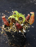 Nepenthes bongso, BE-3036