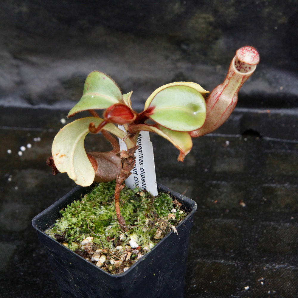 
                      
                        Nepenthes clipeata
                      
                    