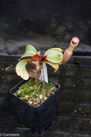 Nepenthes clipeata