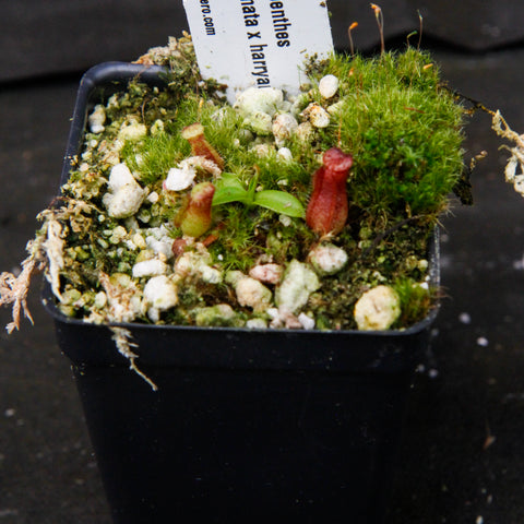 Nepenthes hamata x harryana in a mossy pot with small red pitcher traps and green leaves.