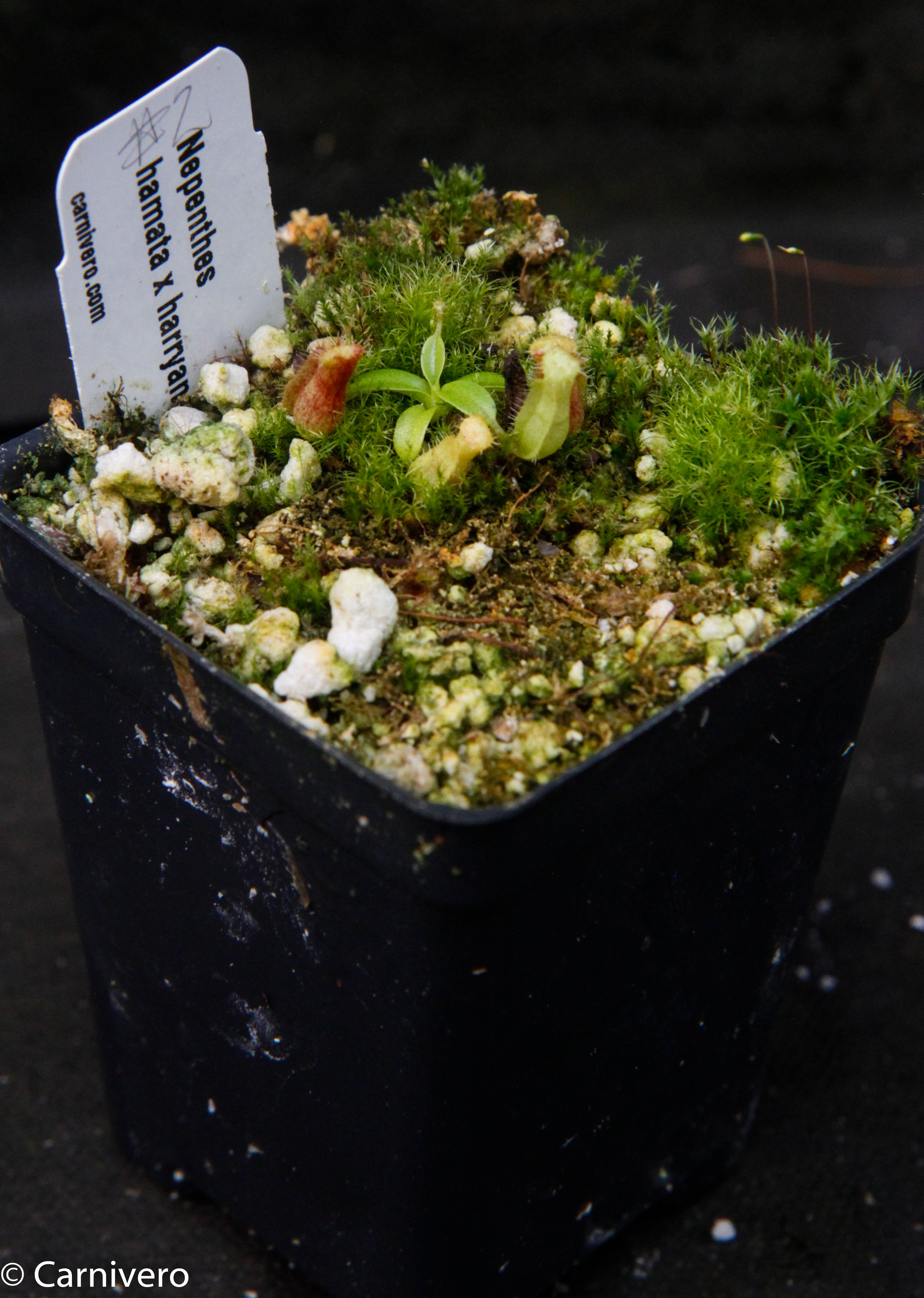 食虫植物N. xkinabaluensis x xharryana #NNN N. xkinabaluensis x xharryana Nepenthes ウツボカズラ 食虫植物