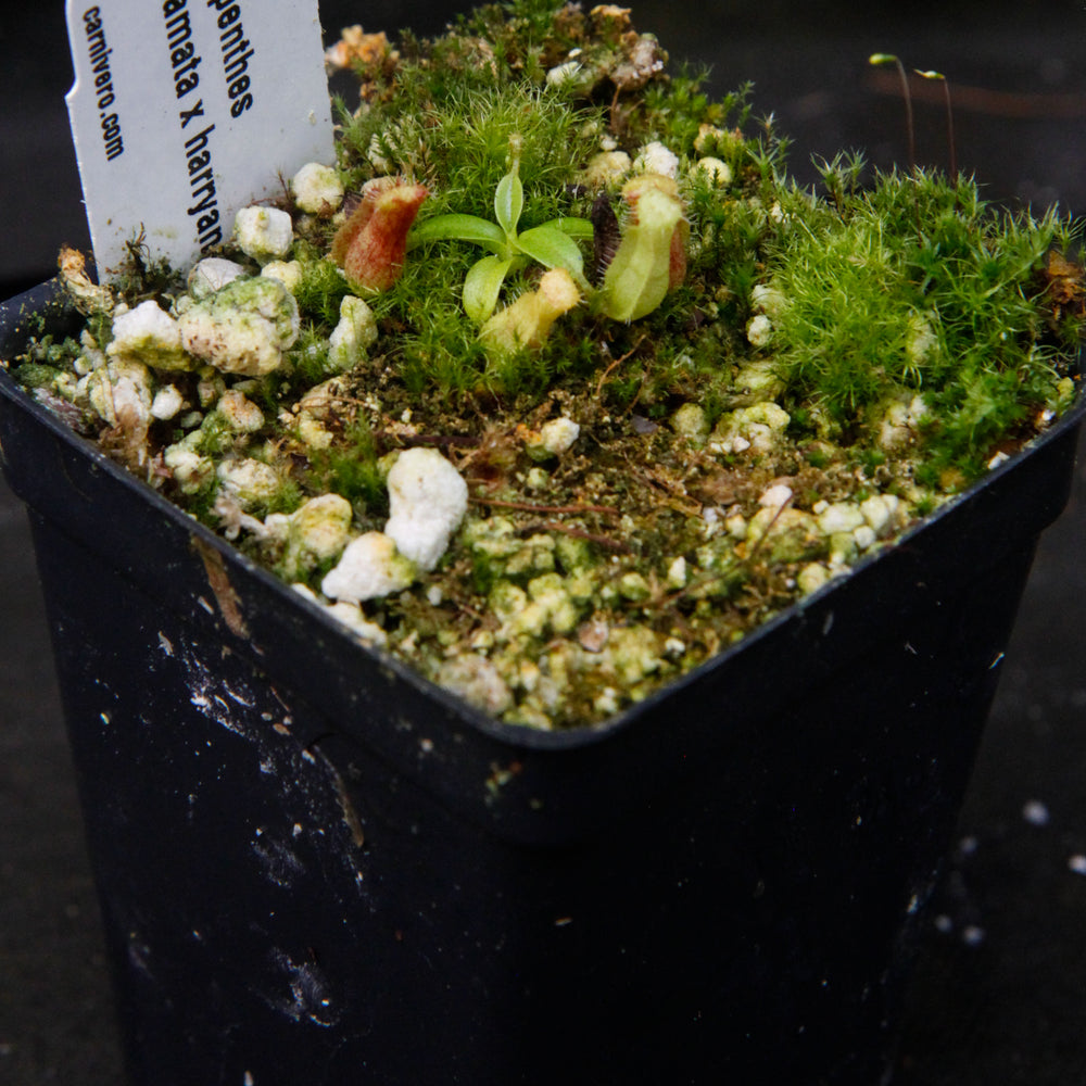 Nepenthes hamata x Harryana