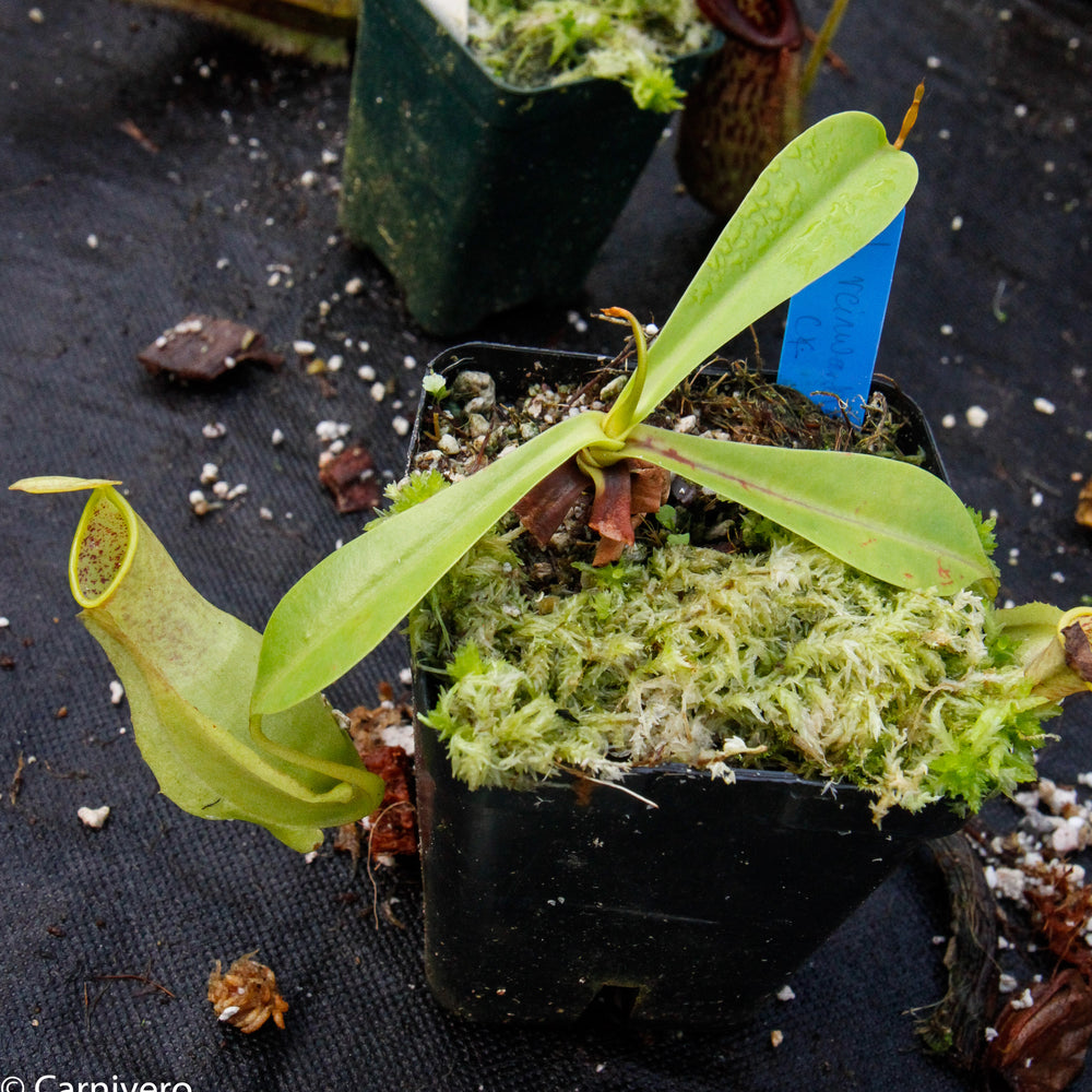 
                      
                        Nepenthes reinwardtiana
                      
                    