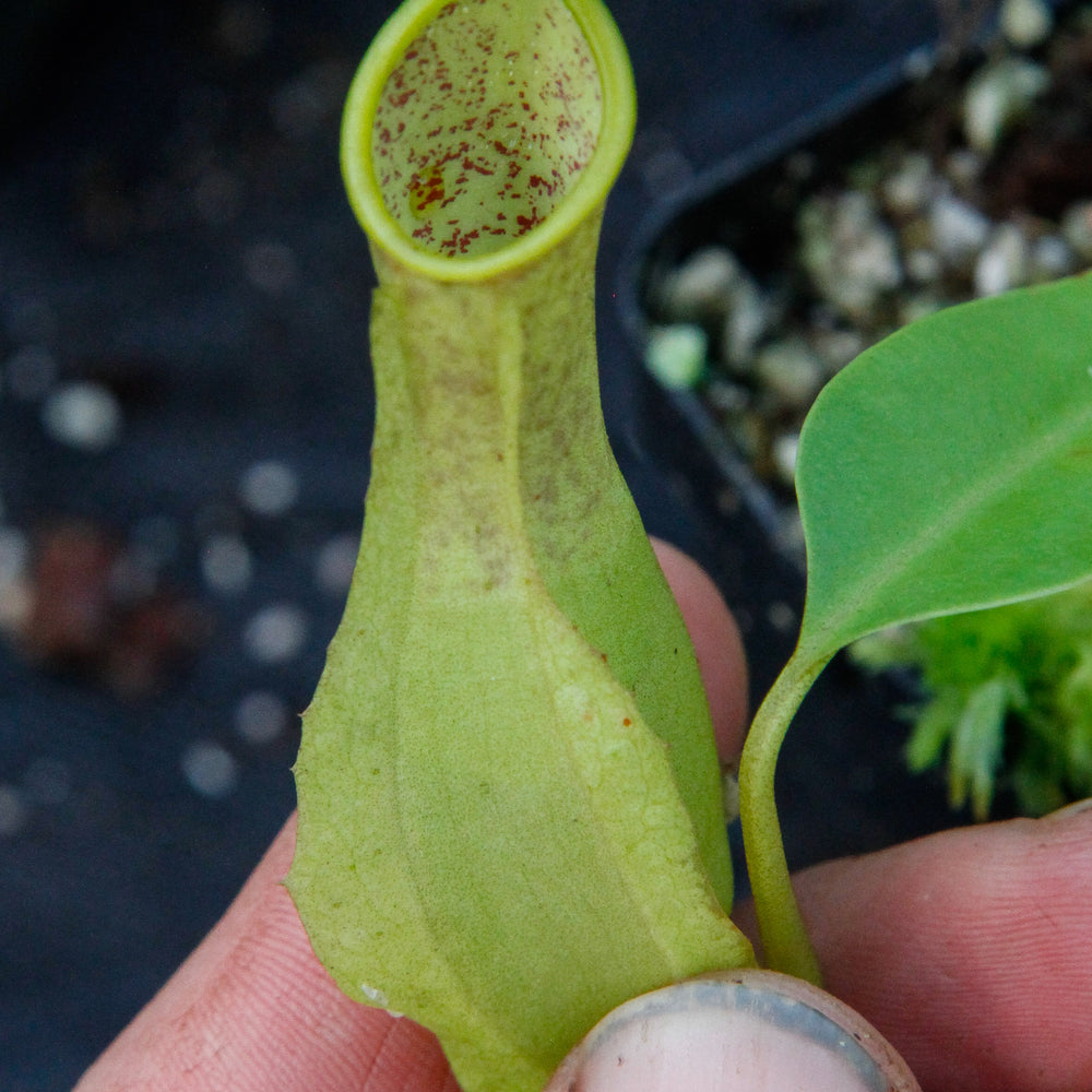 
                      
                        Nepenthes reinwardtiana
                      
                    