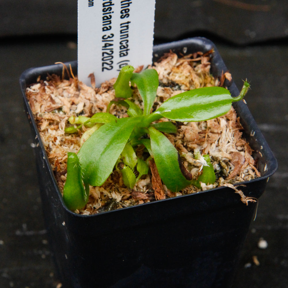 
                      
                        Nepenthes truncata (d) x edwardsiana, CAR-0218
                      
                    