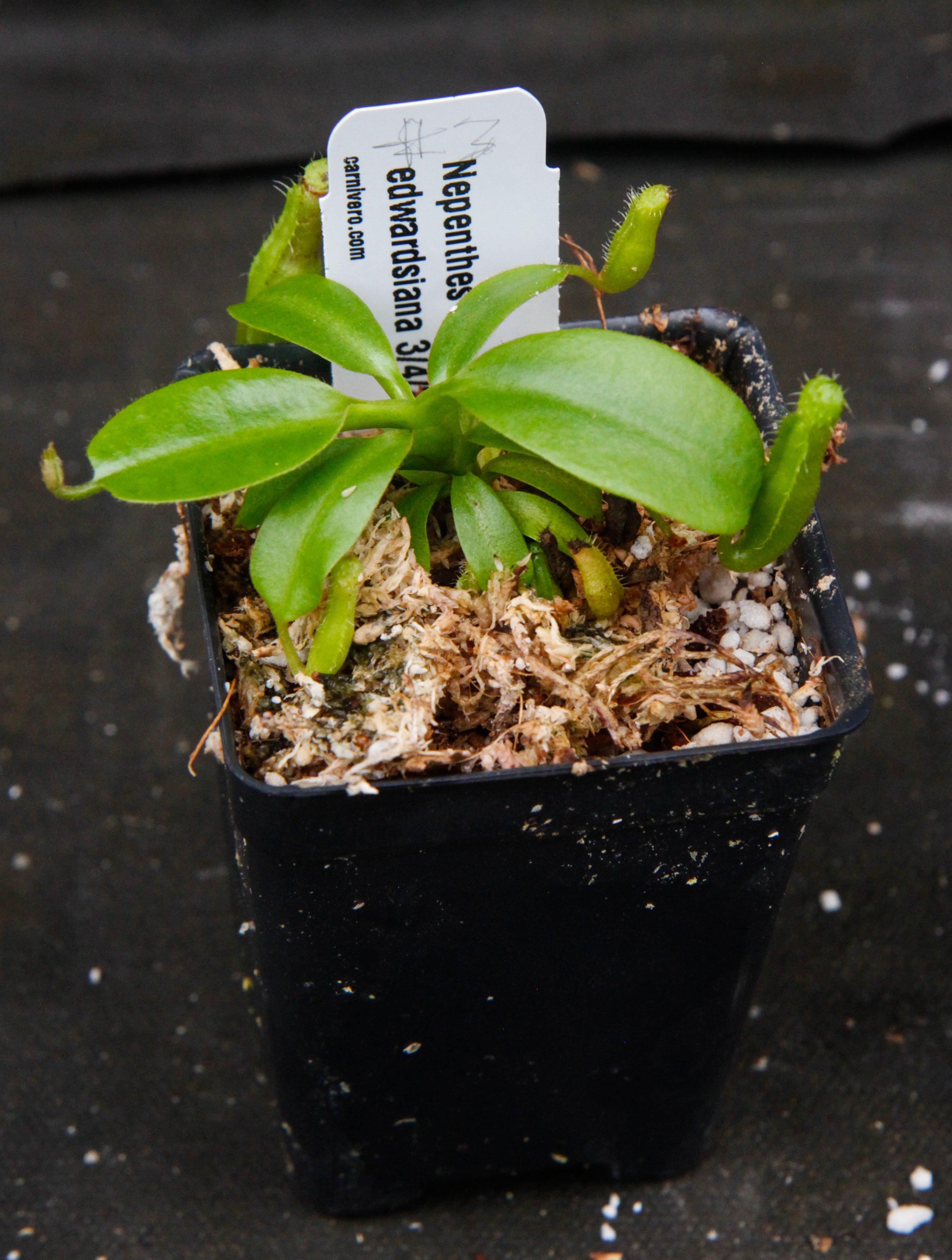 Nepenthes truncata (d) x edwardsiana, CAR-0218 – Carnivero