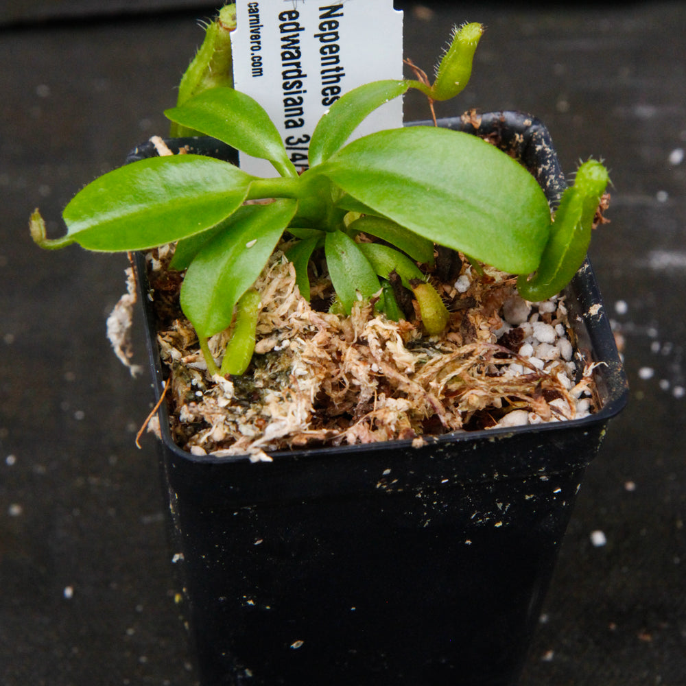 
                      
                        Nepenthes truncata (d) x edwardsiana, CAR-0218
                      
                    