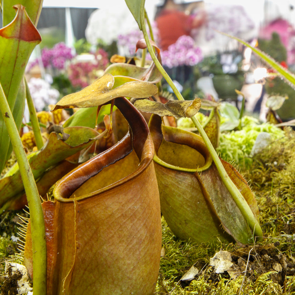 Nepenthes bicalcarata, BE-3029
