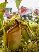 Nepenthes bicalcarata, BE-3029