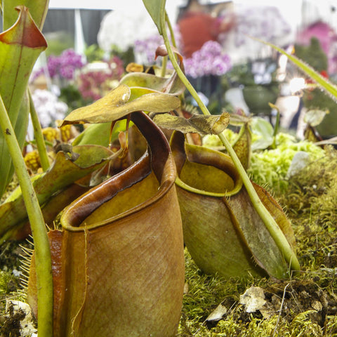 Nepenthes bicalcarata plant with a large brown pitcher perched among moss in a display