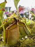 Nepenthes bicalcarata, Sri Aman