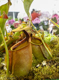 Nepenthes bicalcarata, BE-3029